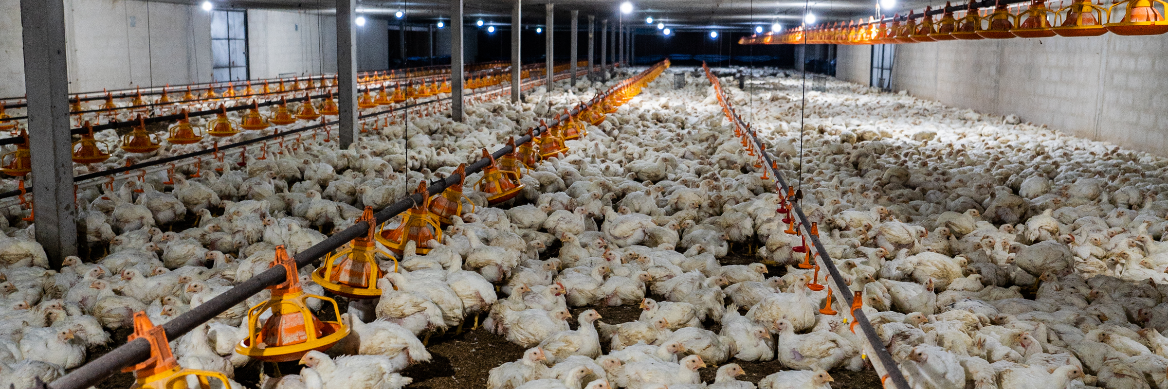 Verzekeraars en pensioenfondsen beleggen miljoenen in vleesbedrijven die dierenleed veroorzaken